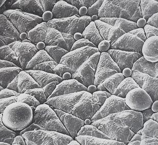 Vapour bubbles exuding from human sweat glands